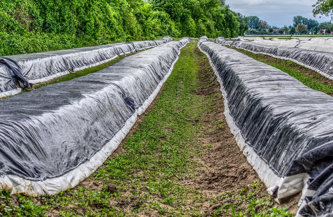 asparagus, asparagus field, plane-3372304.jpg